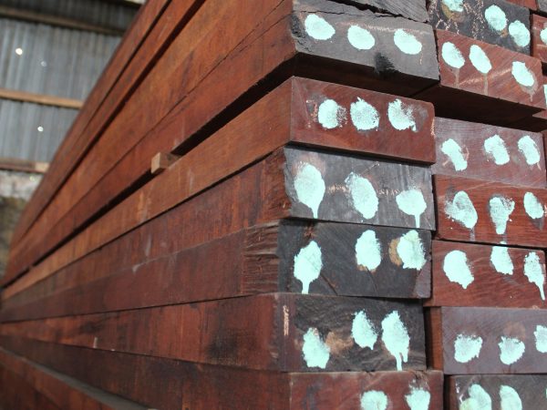 kayu merbau papua
