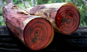 Kayu sonokeling atau rosewood