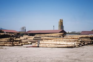 Jual Kayu Kamper Samarinda