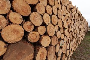 supplier kayu bengkirai