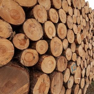 supplier kayu bengkirai