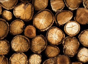Jenis kayu meranti di Indonesia