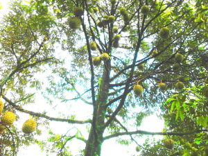 Kayu durian untuk apa