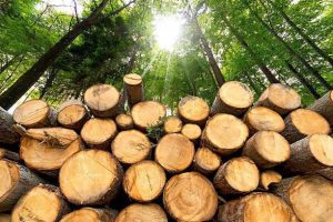 kayu meranti
